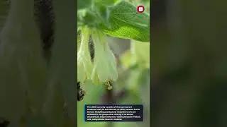 The Landscape and Biodiversity Research Group #Shorts #wikipedia #youtubeshorts #facts #fact