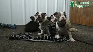 Sweet Boston Terrier Puppies