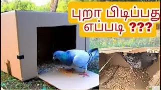 Pigeon trap DIY Pigeon Bird Trap with Cardboard Box in tamil | How To Make Trap For Birds
