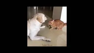 Blind dog getting comforted by cat ❤️&zwj;🩹