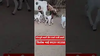 तोतापुरी बकरी के साथ बच्चे फ्री ओर शानदार बकरीया उपलब्ध Totapuri Bakri Available 9929190358