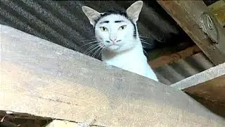Смеешься &mdash; проигрываешь 😹 Подборка самых смешных видео с котами 2026 года 😂