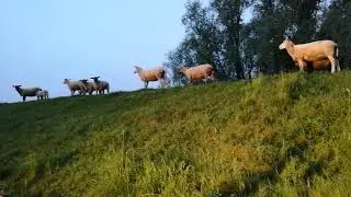 zähl n Schaf bis in den Schlaf