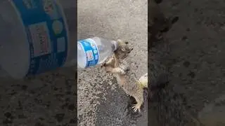 Great Job Done 🐿️ #shorts #short #youtubeshorts #amazingshorts #viralshorts #viral