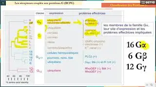 Leçon 12 : Voie de Signalisation (1) - Récepteurs Couplés à la Protéine G (1)