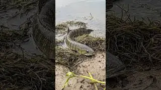 🎣 CRAZY Fish Bite Bait?! You WON'T Believe What Happened! 🤯🐟 #fishing #bait
