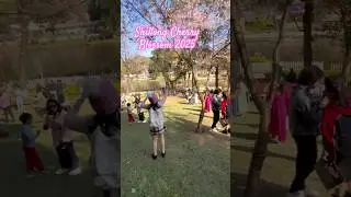 Розовый рай 🌸Уордс-Лейк-Шиллонг | Атмосфера фестиваля цветения сакуры: цветение сакуры в самом ра...