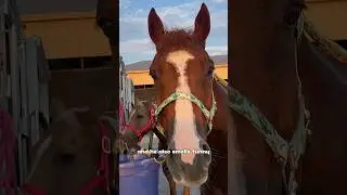 Worlds Best Barrel Horse Meets The New Horse #equestrian #barrelracing