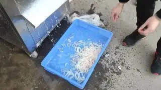 Squid Ring Cutting Machine