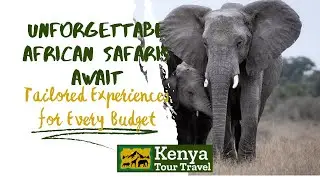 Explore African Safaris with Kenya Tour Travel - Tailored Safari Packages for Every Budget
