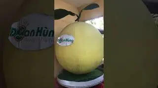 Amazing! Giant Grapefruit. #fruit #fruitcutting #shorts