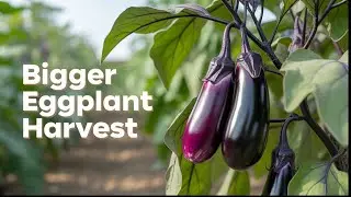 Tricks for Growing Bushy Eggplants: Using Biological Agents Before Planting