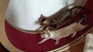 Elmato Katzenlaufrad - Bengal und Norwegische Waldkatze rennen im Laufrad