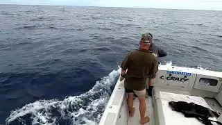 Stripped Marlin switch baiting