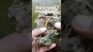Program bonsai sisir di atas batu