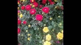 Beautiful flowers || #Shorts #shortvideo #shortsvideo || @Alma Pacleta