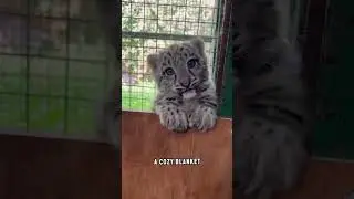 A snow leopard which has a scientific name: Panthera uncia