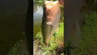 How many bass can I catch with a zoom lizard #bassfishing #largemouthbass #fishing