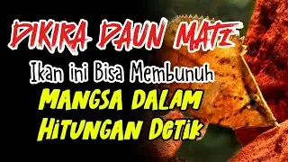 Siapa Sangka Daun Kering Ini Predator Mematikan? Fakta Mengerikan Amazon Leaf Fish