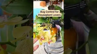 Средства от вредителей для любителей комнатных растений