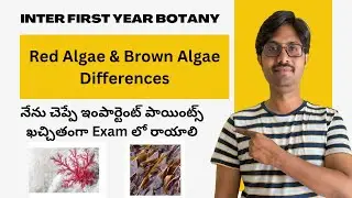 Red Algae and Brown Algae Differences || Inter Forst Year Botany || #plantkingdomclass11