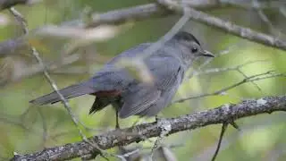 Gray Catbird
