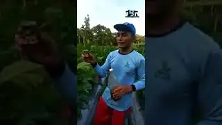Testimoni eco farming pada tanaman terong