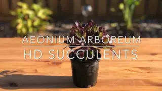 Aeonium Arboreum (Irish Rose, Tree houseleek) - HD Succulent Video (4K)