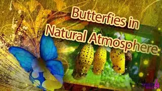 Butterfly Park in India |  Asia&rsquo;s first Butterfly Safari Park at Thenmala | ENTV4World