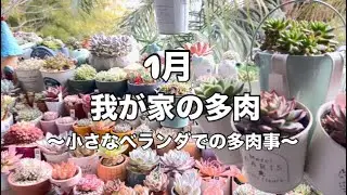 #24【多肉植物】1月の我が家の多肉