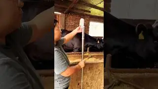 #veterinary #doctor #for #breeding #and #cattledisease #injection #tools #cattleworld #trending#fypシ