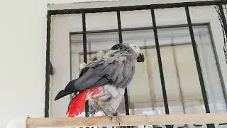 EN GÜZEL KONUŞAN PAPAĞAN ÇAKIL YENİ YILDA HUZURLARINIZDA