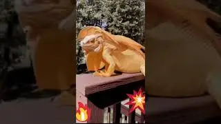 WHAT CREATURE IS THIS #short #viral #africahistory #SKMMEDIA7
