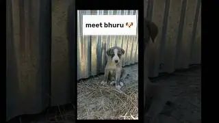 Bhuru & Choti Bhuri 🐶🐶 | They Follow Me Everywhere #shorts video #viral #cute puppy