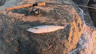 Rock fishing Newport Beach! PB jacksmelt!