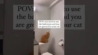 Cat goes to bathroom with me #shorts