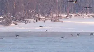 509 Eagles at Lock & Dam 18 on the Mississippi River near Gladstone Illinois February 2021