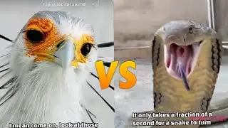The bird that targets only venomous snakes || @craziest creature