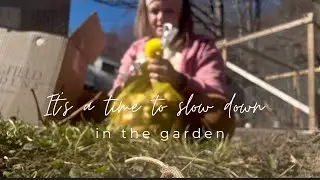Fall Clean up & Planting Tulips for Spring