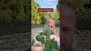 personal growing  review of climbing rose &lsquo; New Dawn&rsquo; #gardenerben