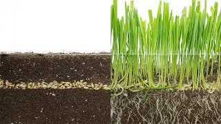 Barley Sprout Growth | TIME LAPSE