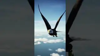 Eagle in the Sky #eagles #sky #birds #wildlife