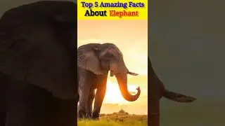 Top 5 Amazing Facts about Elephant#short #shortsfeed #shortvideo #viral #amazing