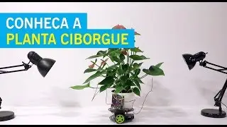 MIT CRIA ELOWAN, A PLANTA CIBORGUE CAPAZ DE MOVIMENTAR SOZINHA