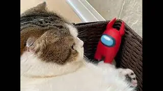 love - Shinya Kumazaki's cat