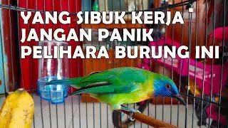Perawatan burung kinoi yang sibuk kerja