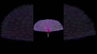black screen red peacock dancing animation