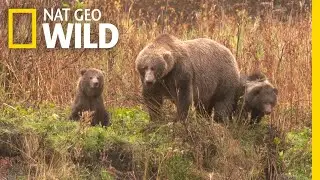 How Female Bears Show Dominance | Alaska's Grizzly Gauntlet