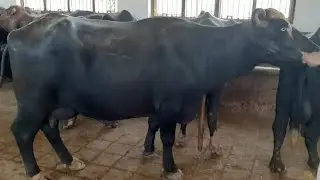 جانوروں کی خوراک بنانا سیکھیں