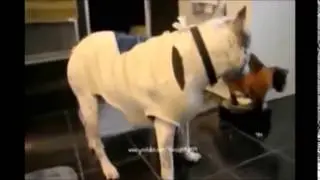 Silly pet videos collection 2015
